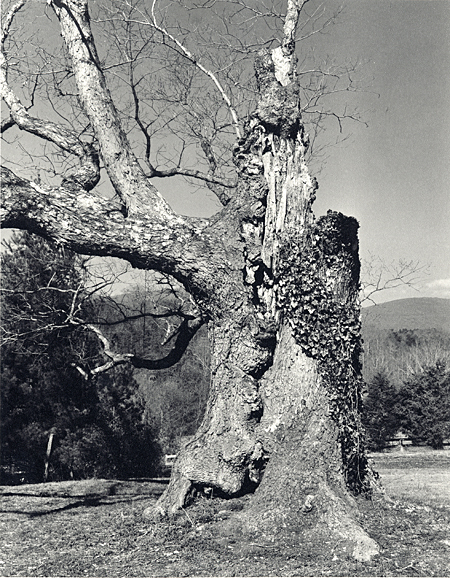 Veteran Oak