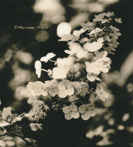 Viburnum Bloom