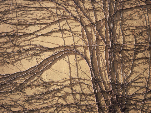 Vine Covered Wall