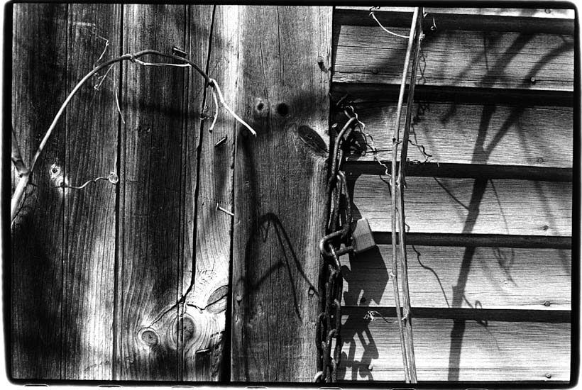 Vines