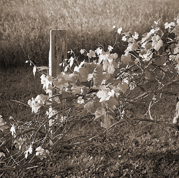 Vines