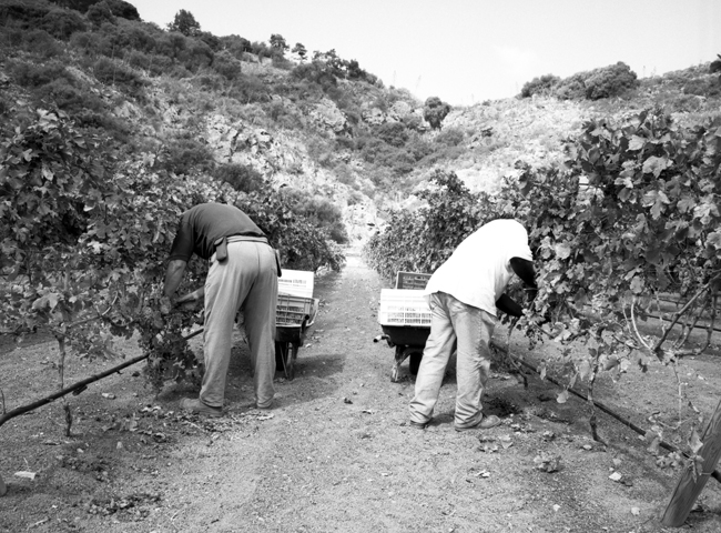Vineyard 2