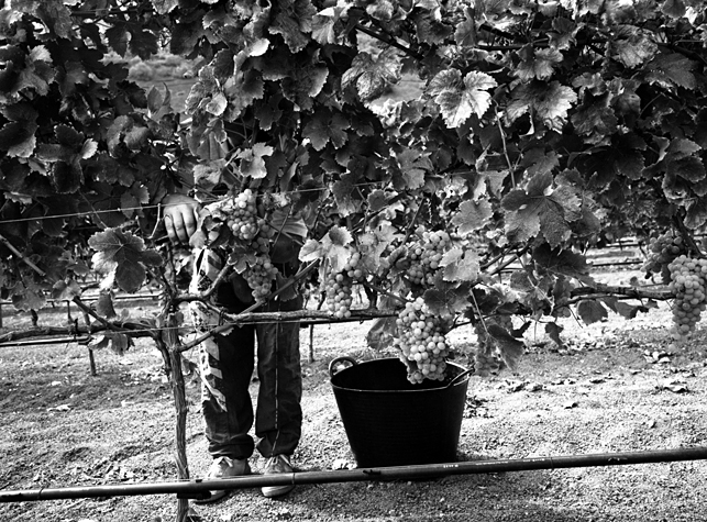Vineyard 4