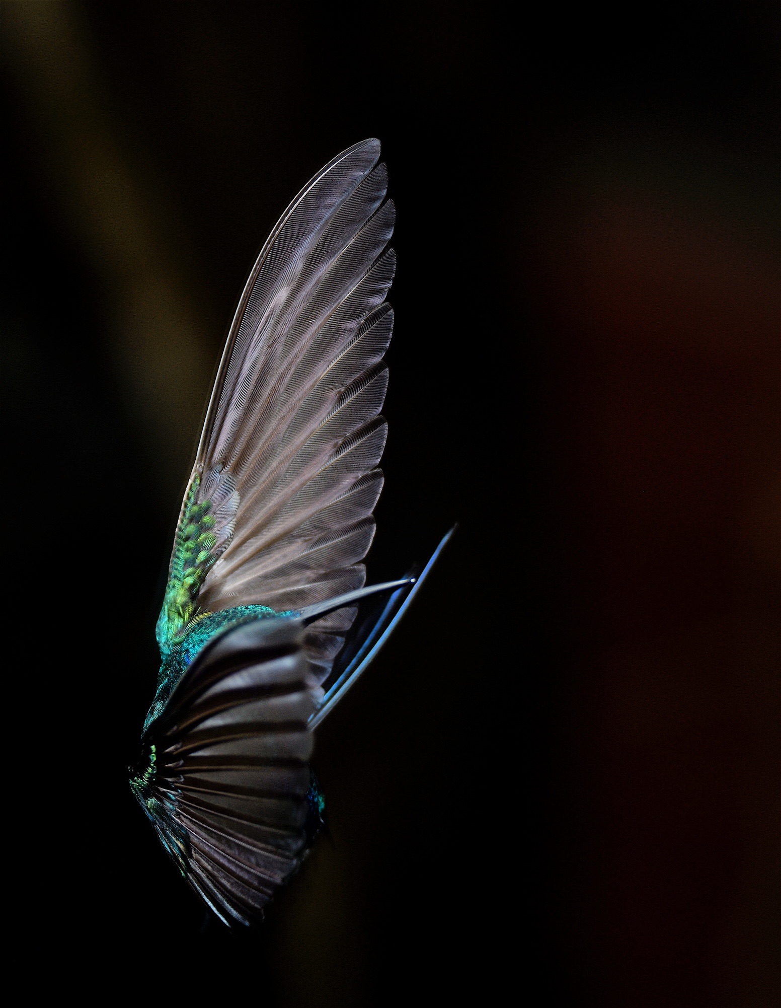 Violetear