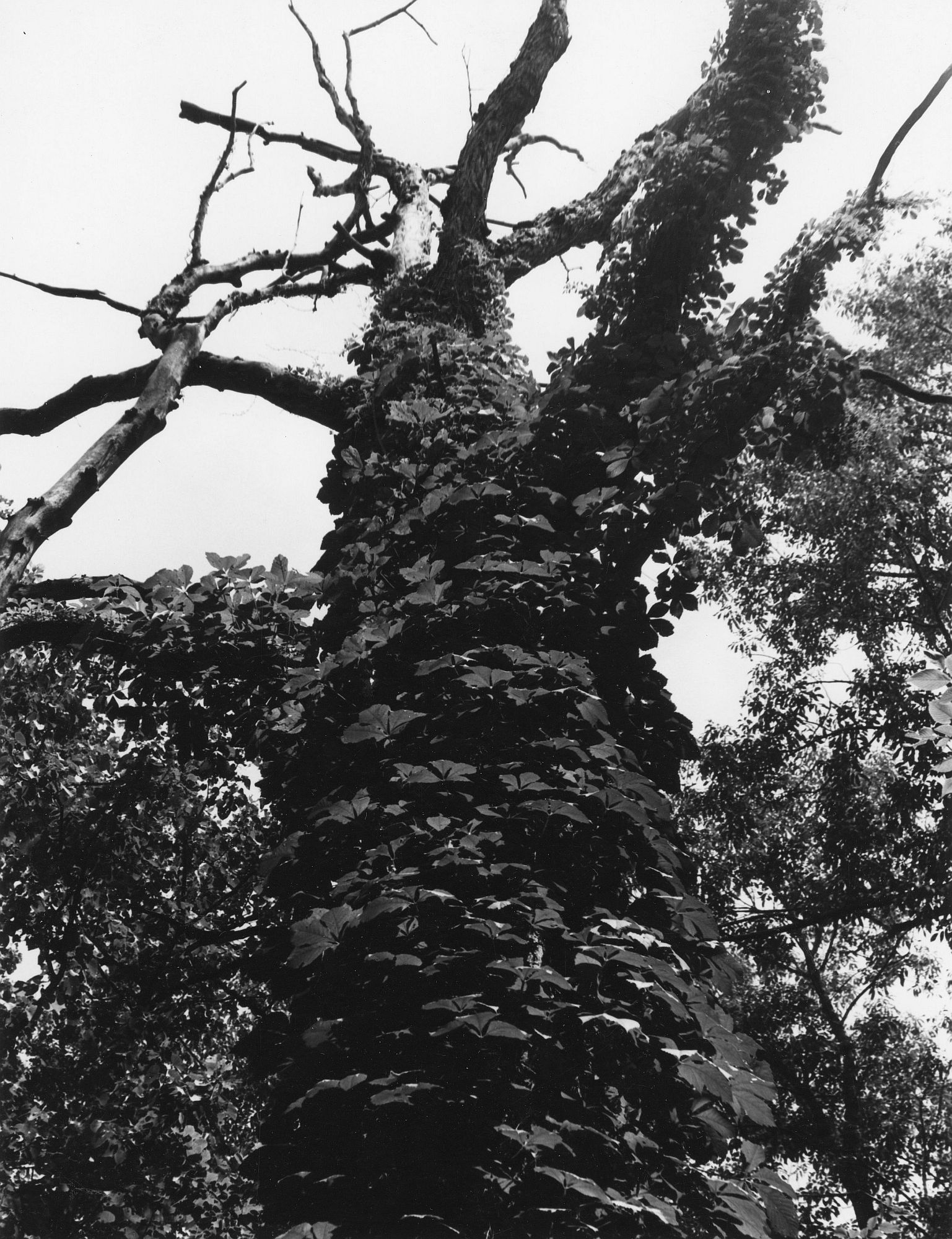 Virginia Creeper Trunk