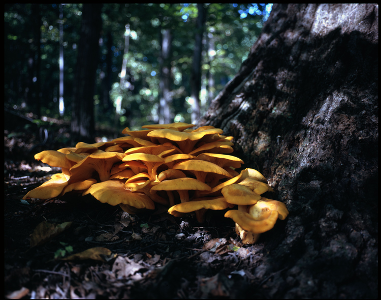 Vivid Shrooms