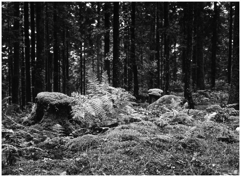 Vosges 02