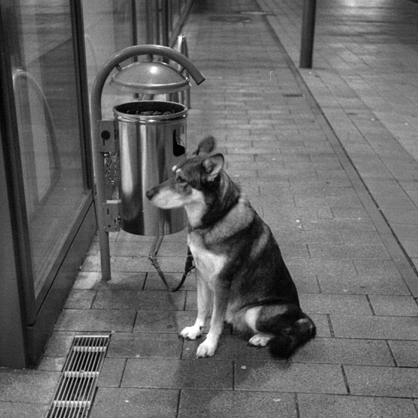 Waiting Dog