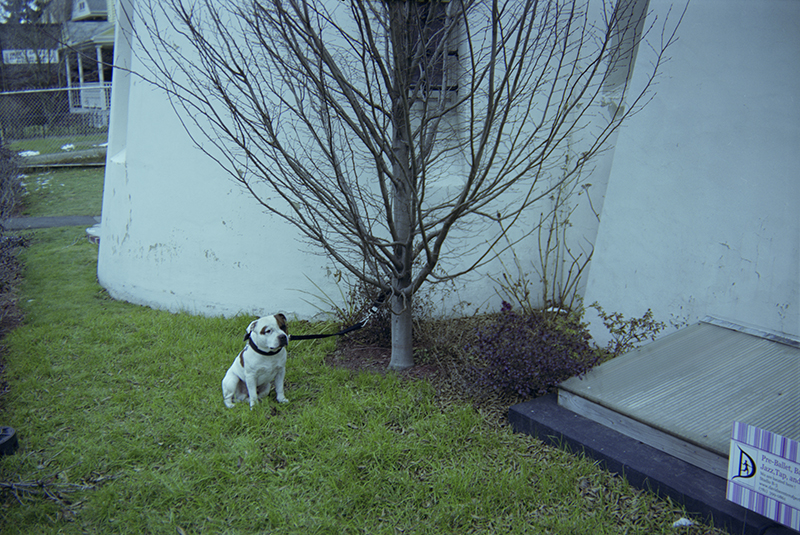 waiting dog