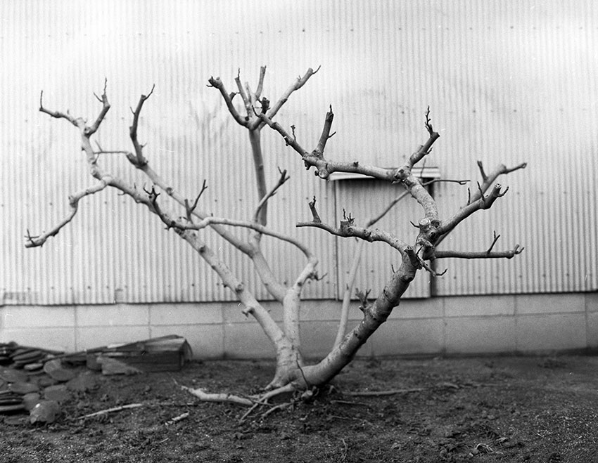 waiting for spring