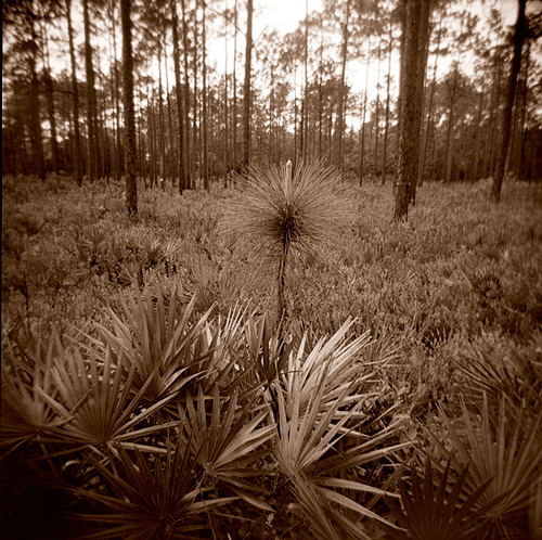 Wakulla Forest