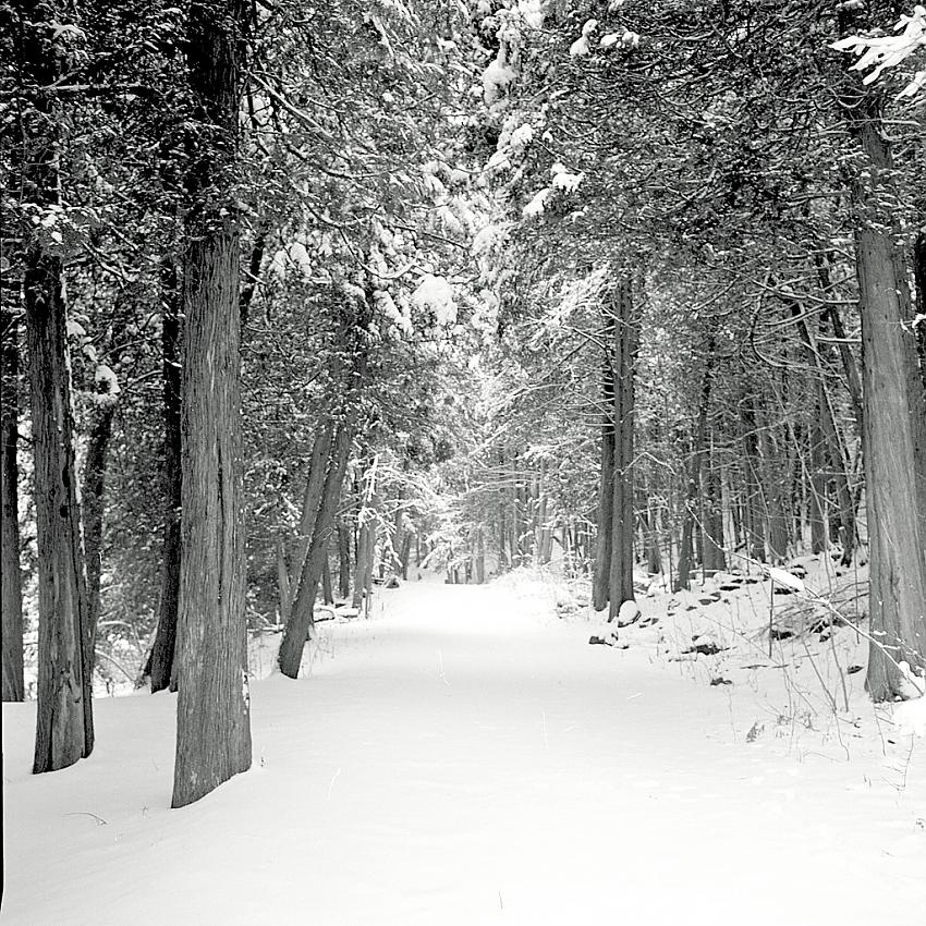 Walk in the Winter Woods