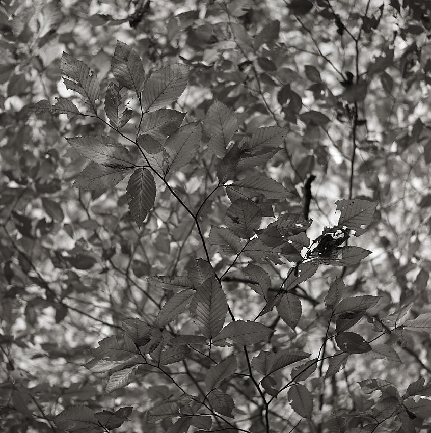 walk in the woods