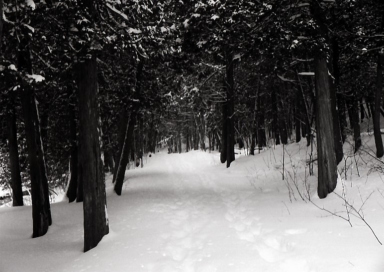 Walk into the woods