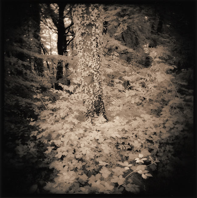 walking the dog and holga (IR-loaded)