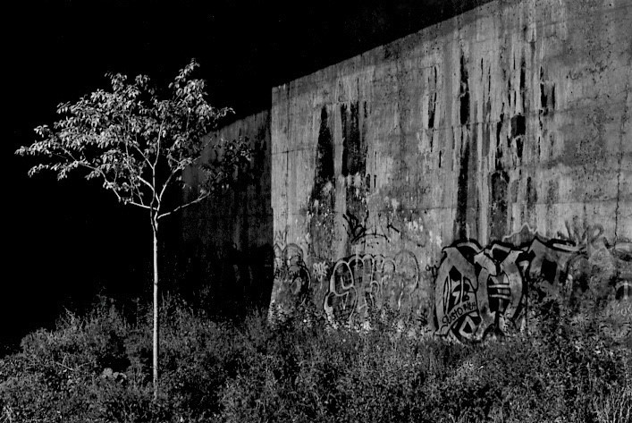 Wall and Tree