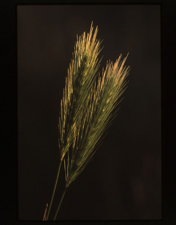 Wall Barley.