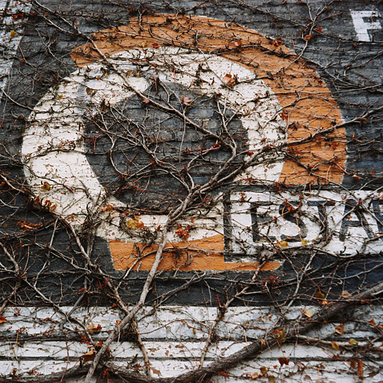 Wall of Vines #1