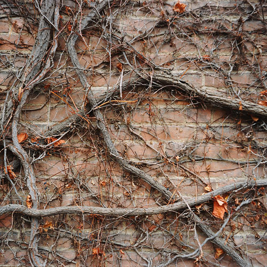 Wall of Vines #2