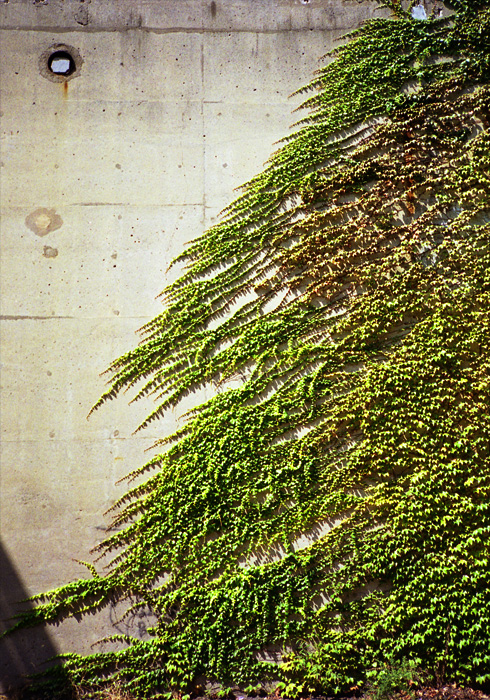 wall with vines