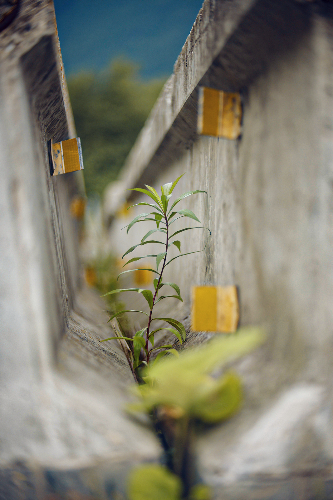 Walls treat