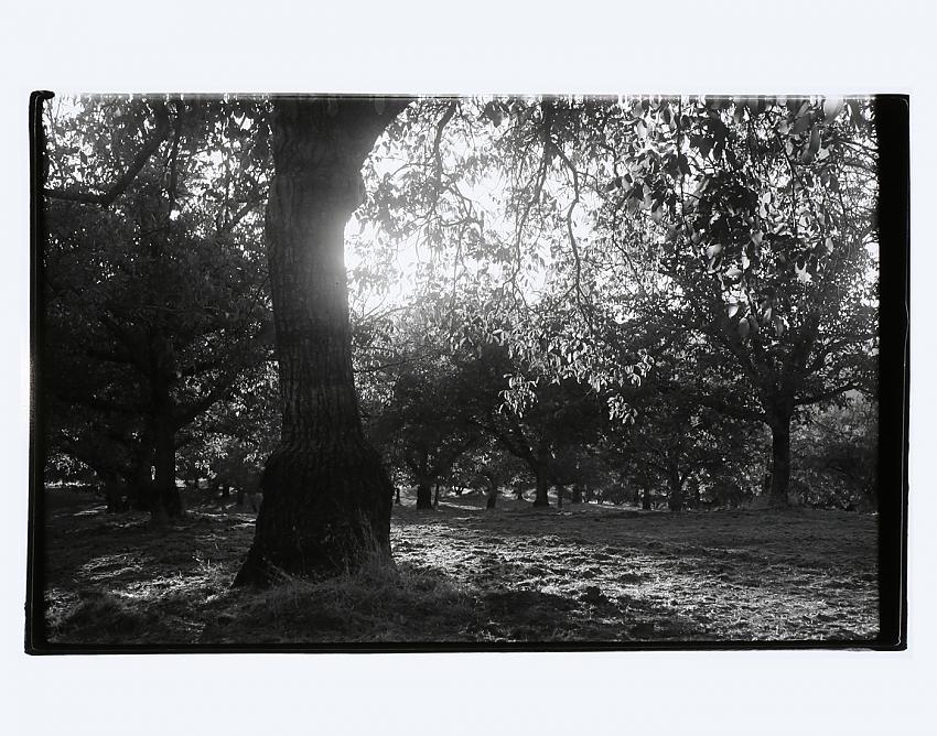 Walnut Orchard, Morning