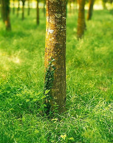Walnut tree - Buenconvento