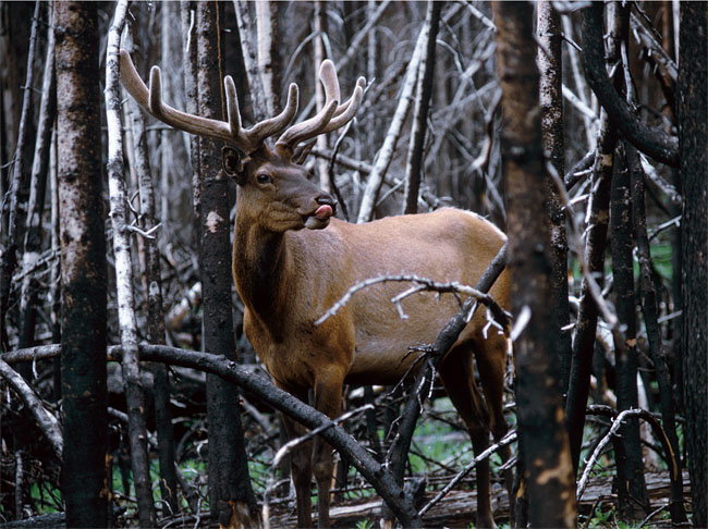Wapiti (Elk), Yellowstone NP, 1991
