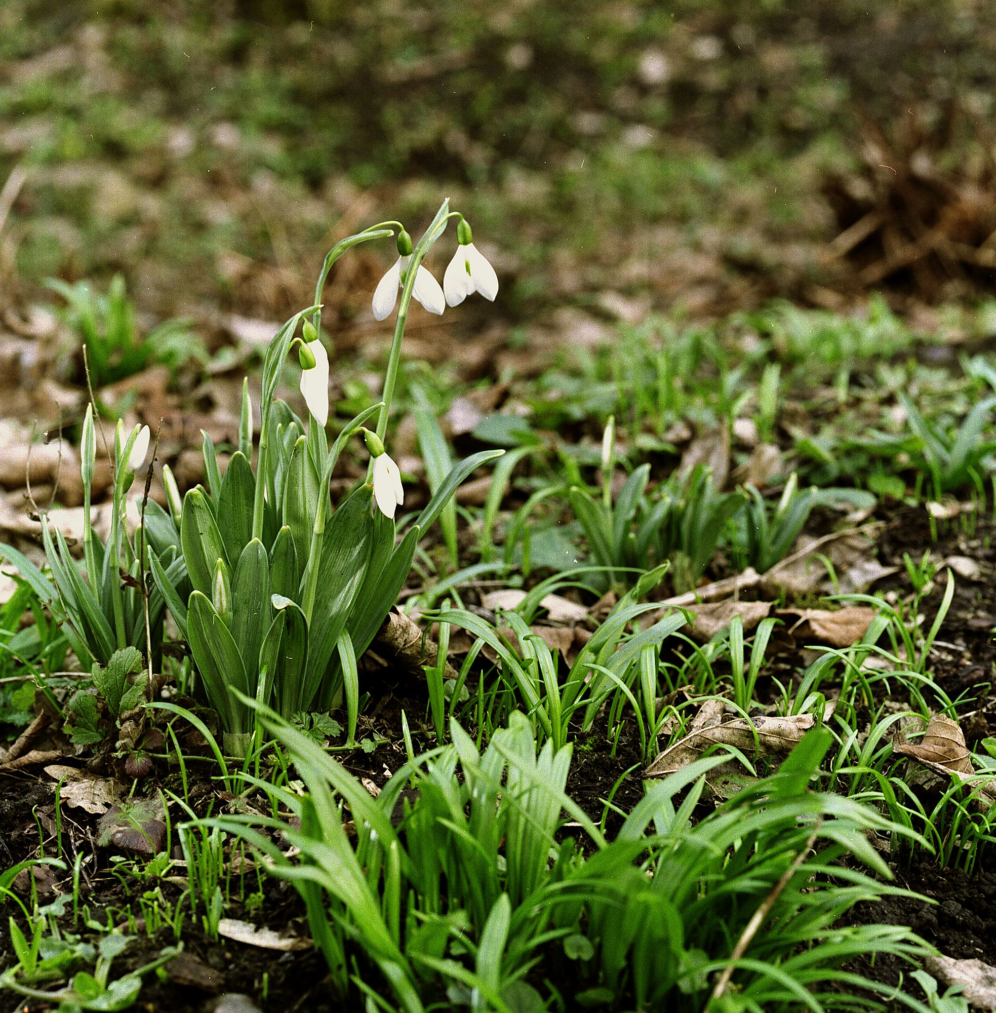 Warley Place 04