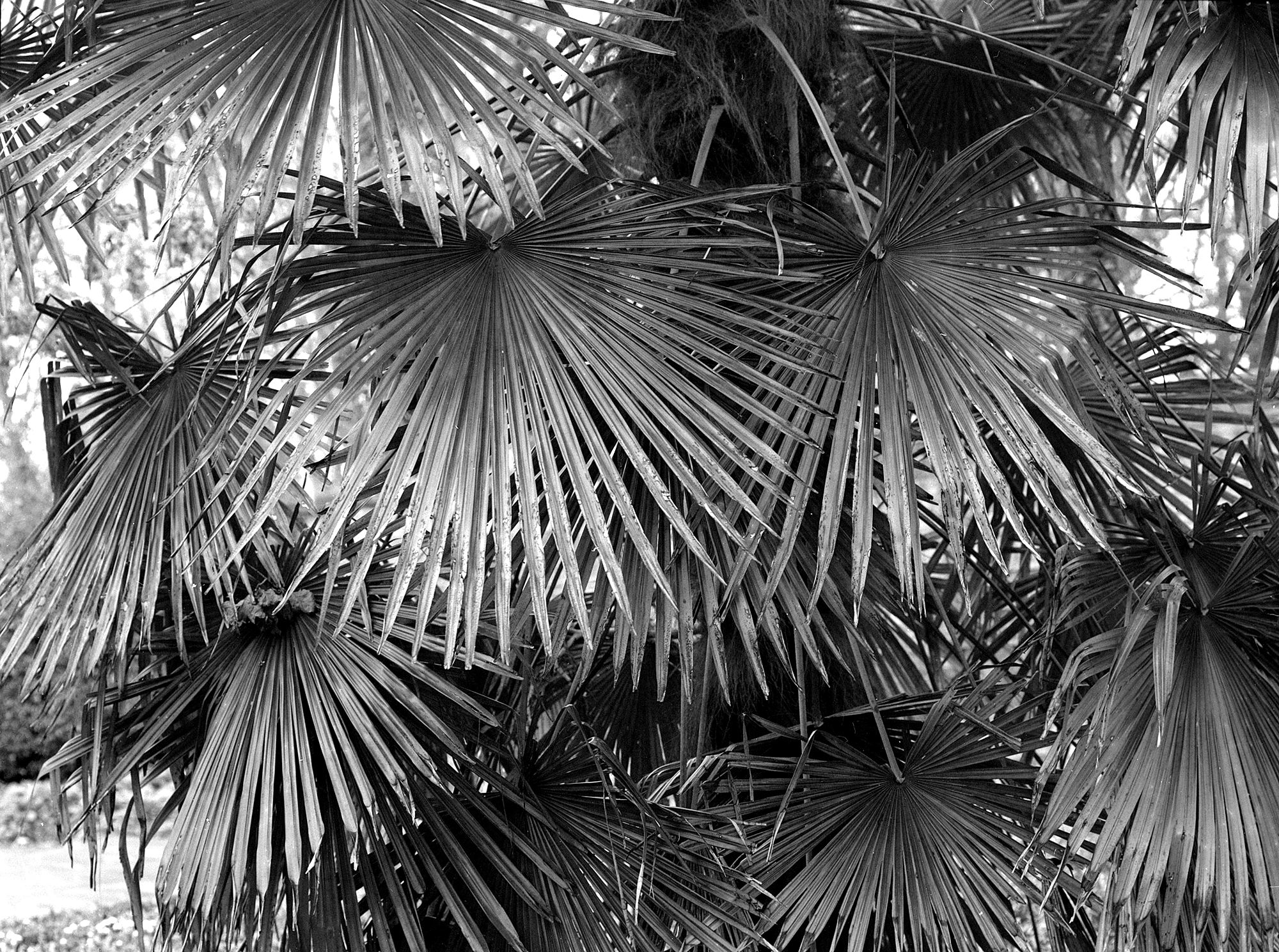 Warley Place B&W 01