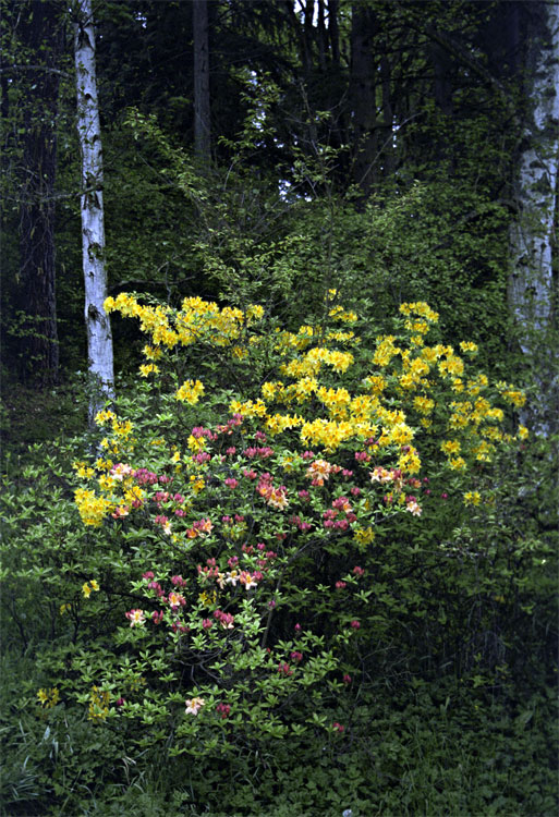 Washington Park Azalea walk