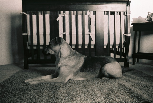 Watchdog