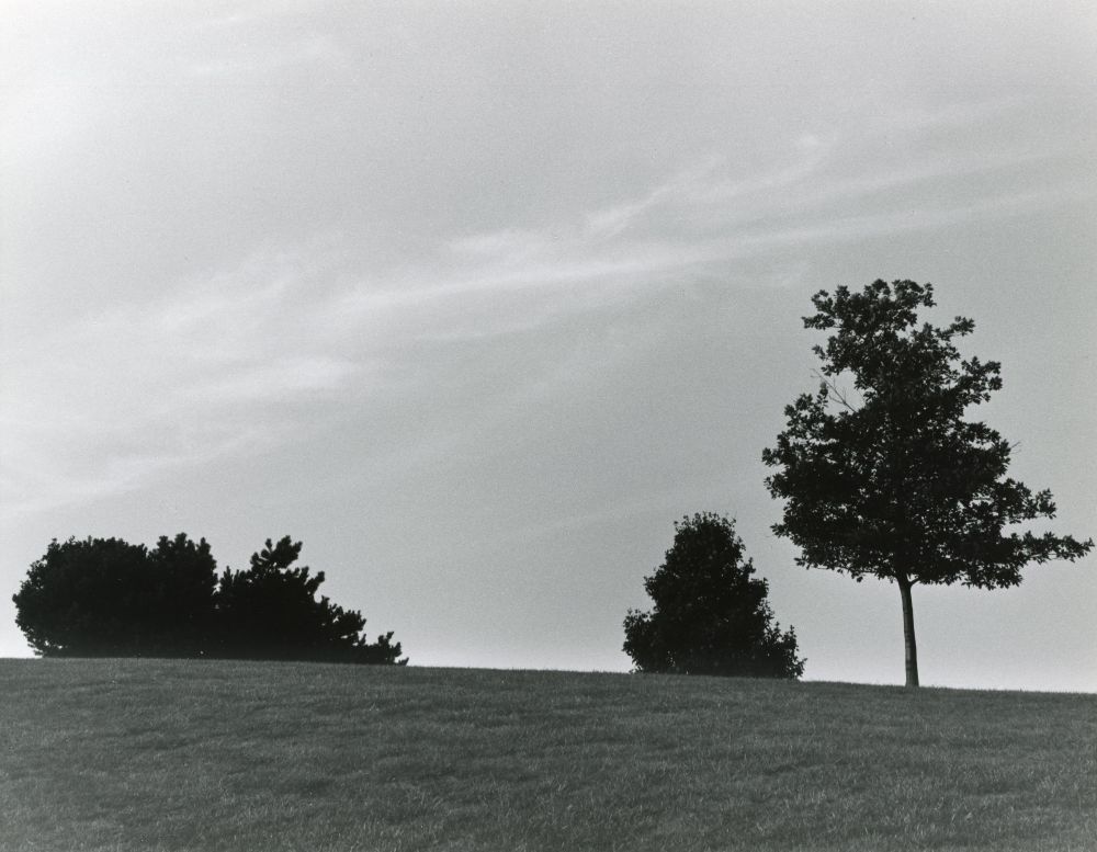 Watched by Trees