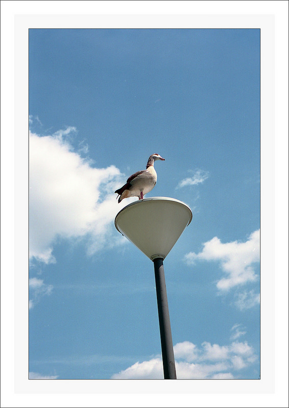 Watcher of the skies