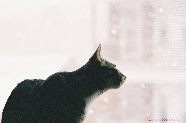 WatchingSnowFall