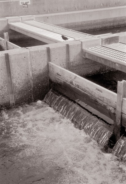 Water Gates And Blackbird