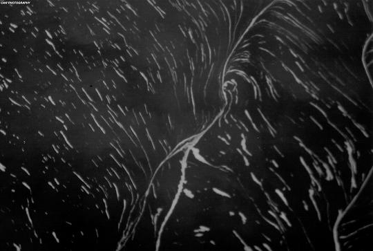 Water, Holly Lake, Milton, Delaware, 2006