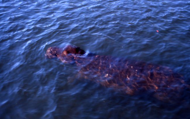 Water horse or land whale?