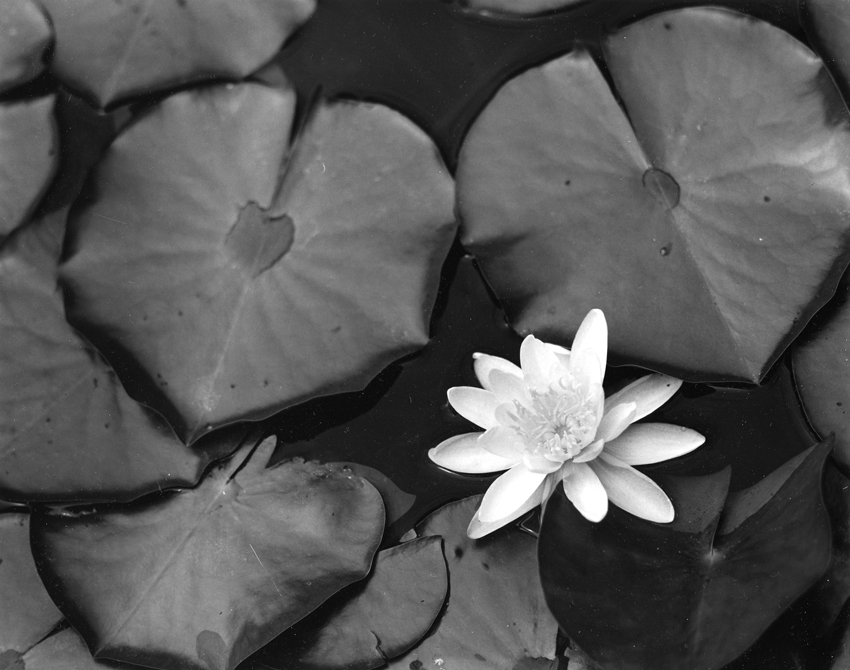 Water Lilly