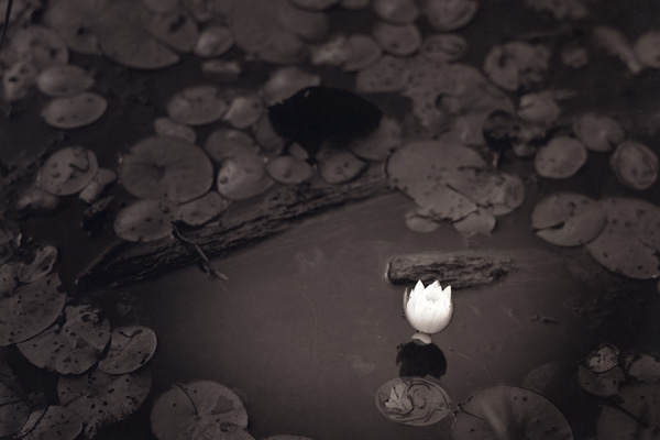 Water Lily, Mio, Michigan