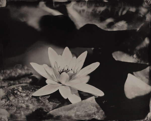 Water Lily