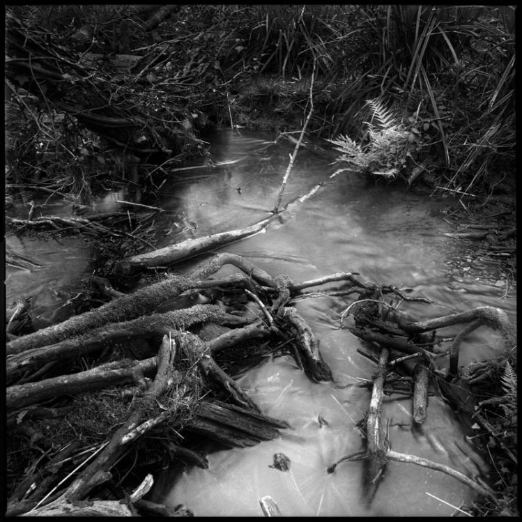 Water magins and fern