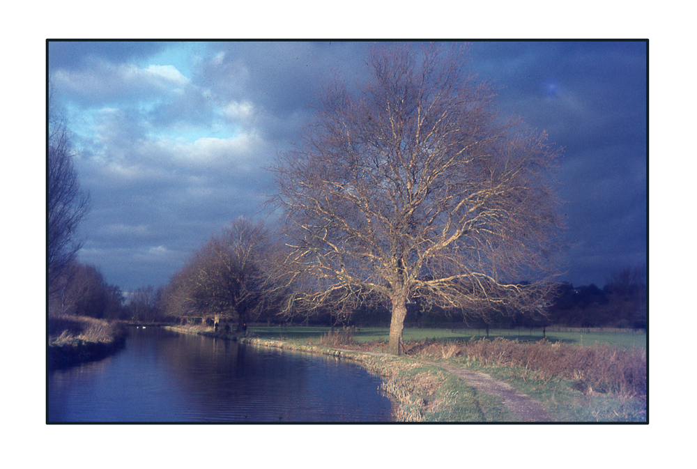 Water Meadows - Winchester