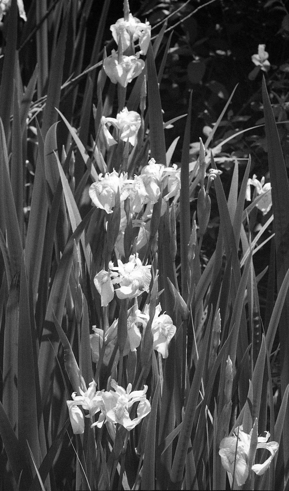 Water Orchids