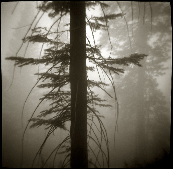 Wawona