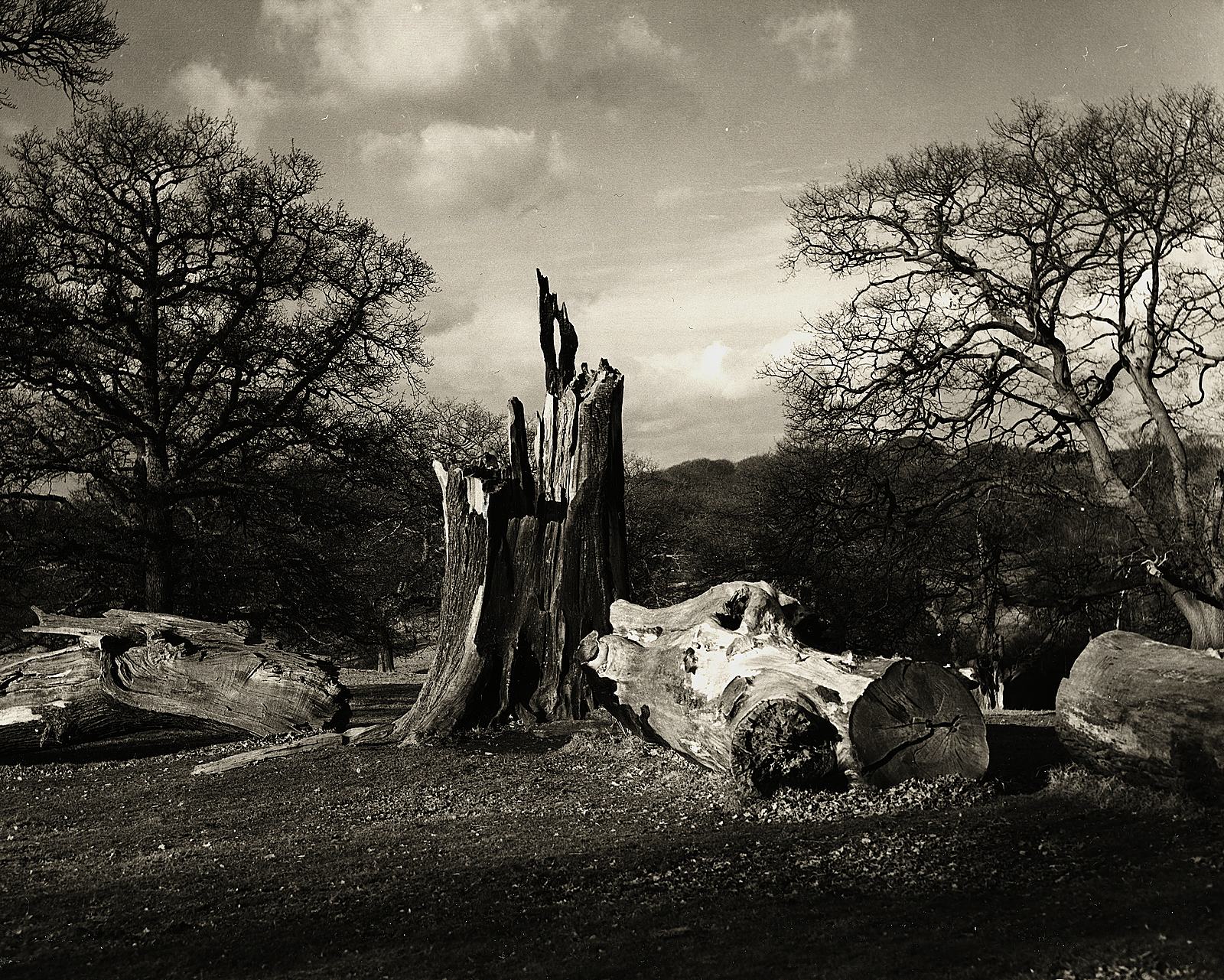 WEALD 02