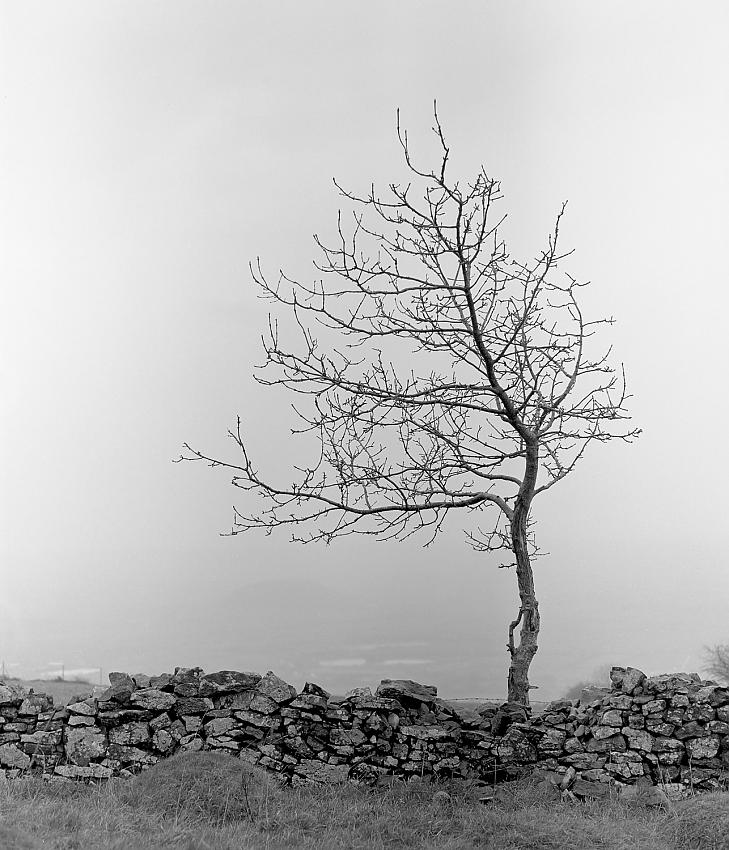 Weathered Tree - Cheddar Gorge, England