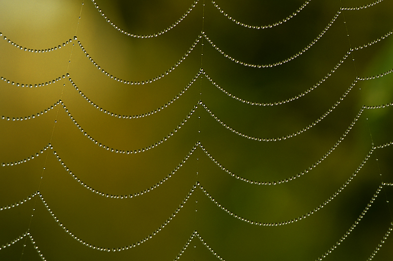 Web of pearls
