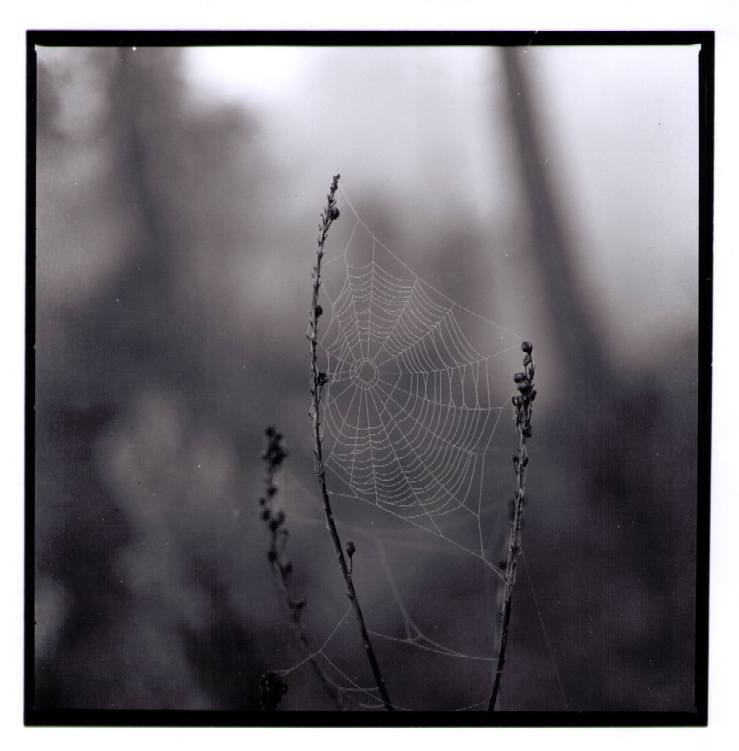 Web
