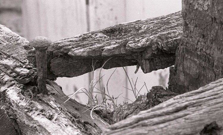 Weed in dead boat